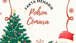 Pohon Cemara: Fakta Menarik di Balik Simbol Ikonis Perayaan Natal