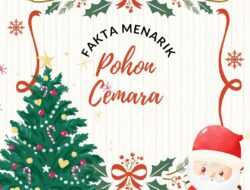 Pohon Cemara: Fakta Menarik di Balik Simbol Ikonis Perayaan Natal